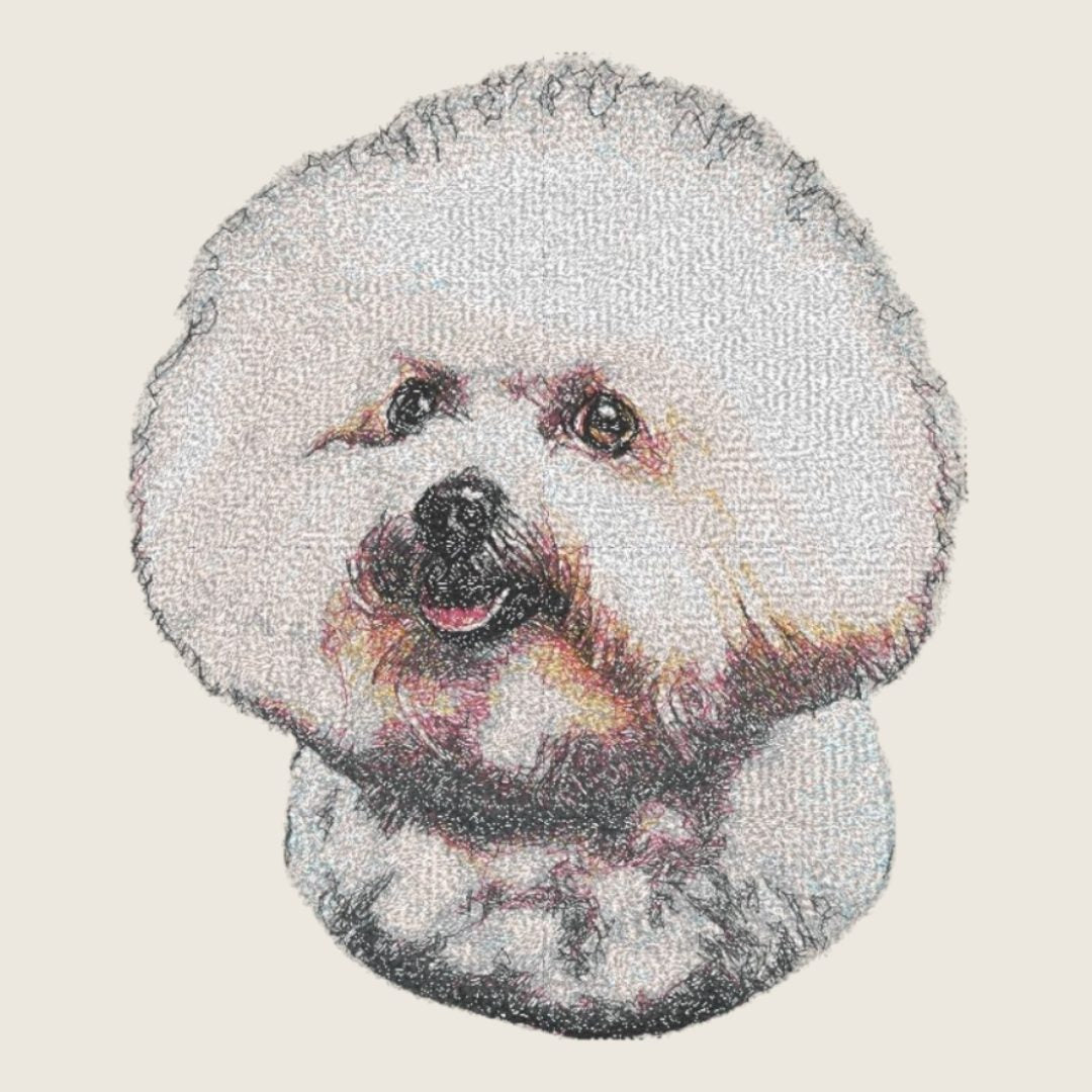 Bichon Frise