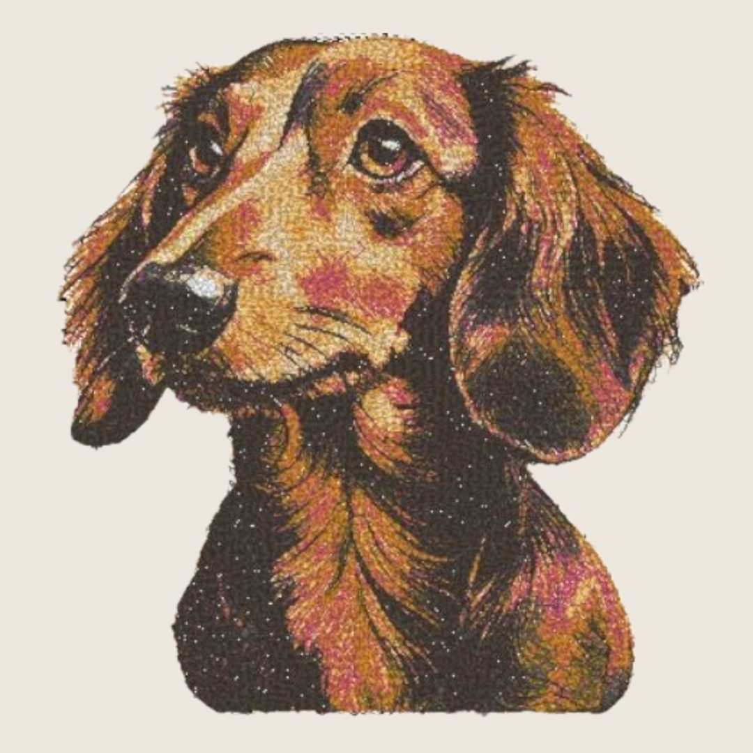 Dachshund
