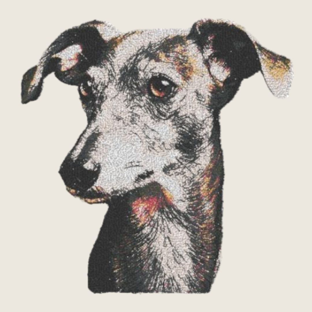 Italian Greyhound