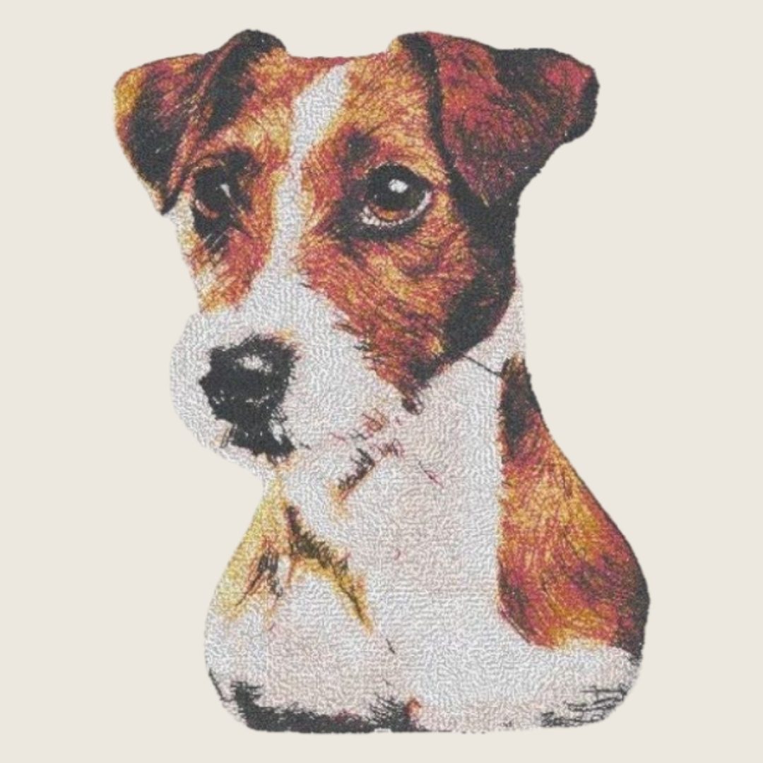 Jack Russell Terrier