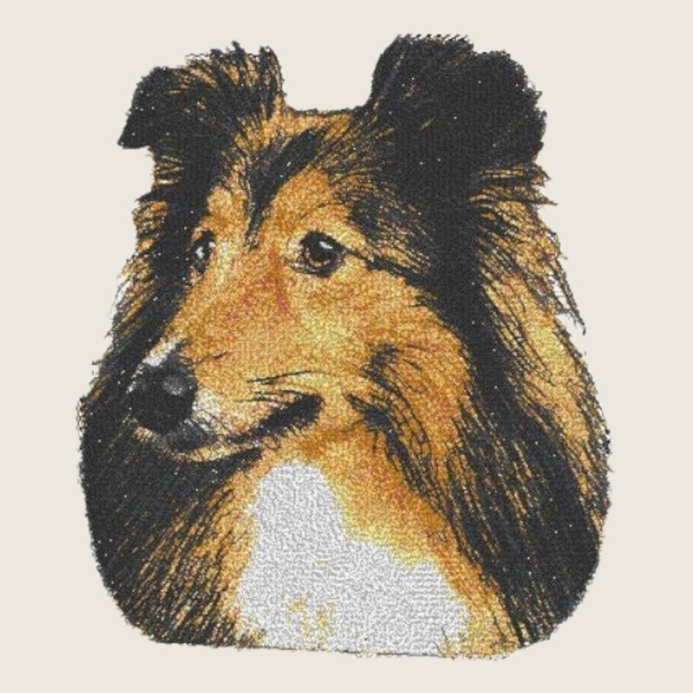 Shetland Sheepdog