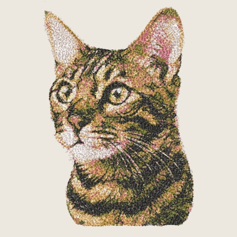 Bengal