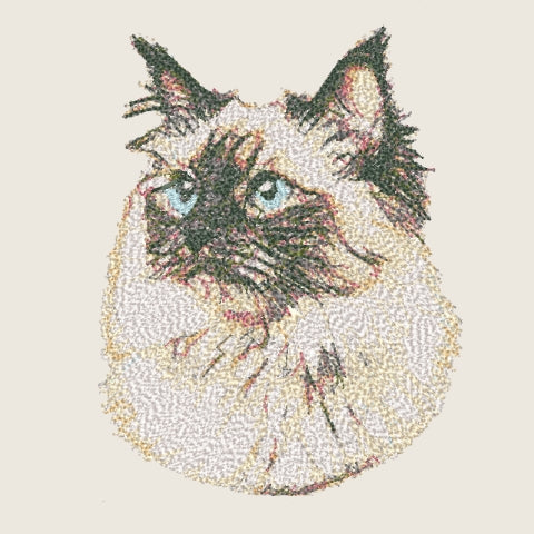 Ragdoll