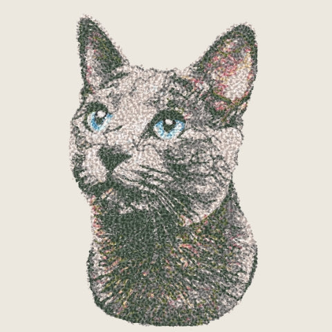Russian Blue