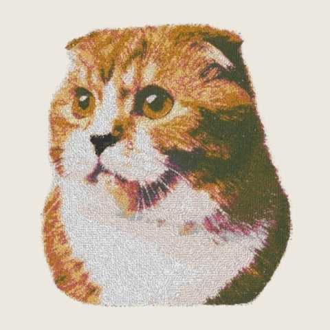 Scottish Fold