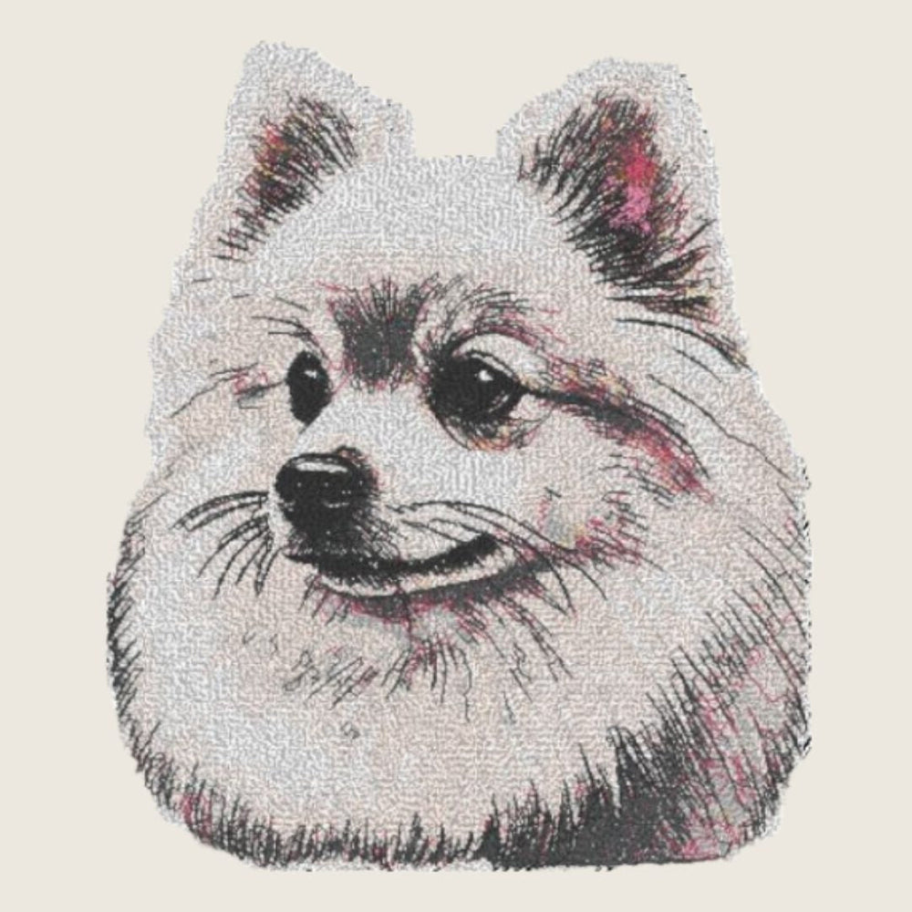 Pomeranian