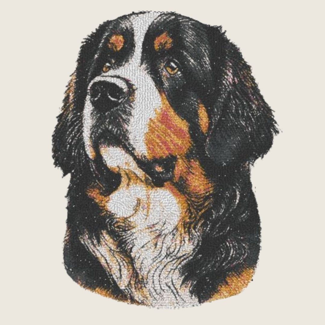 Bernese Mountain Dog