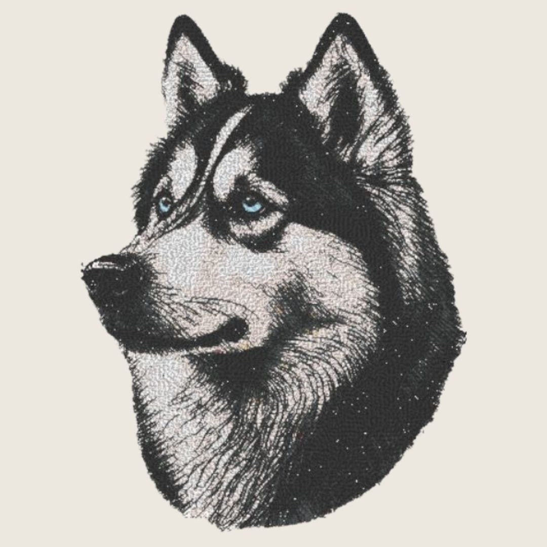 Siberian Husky