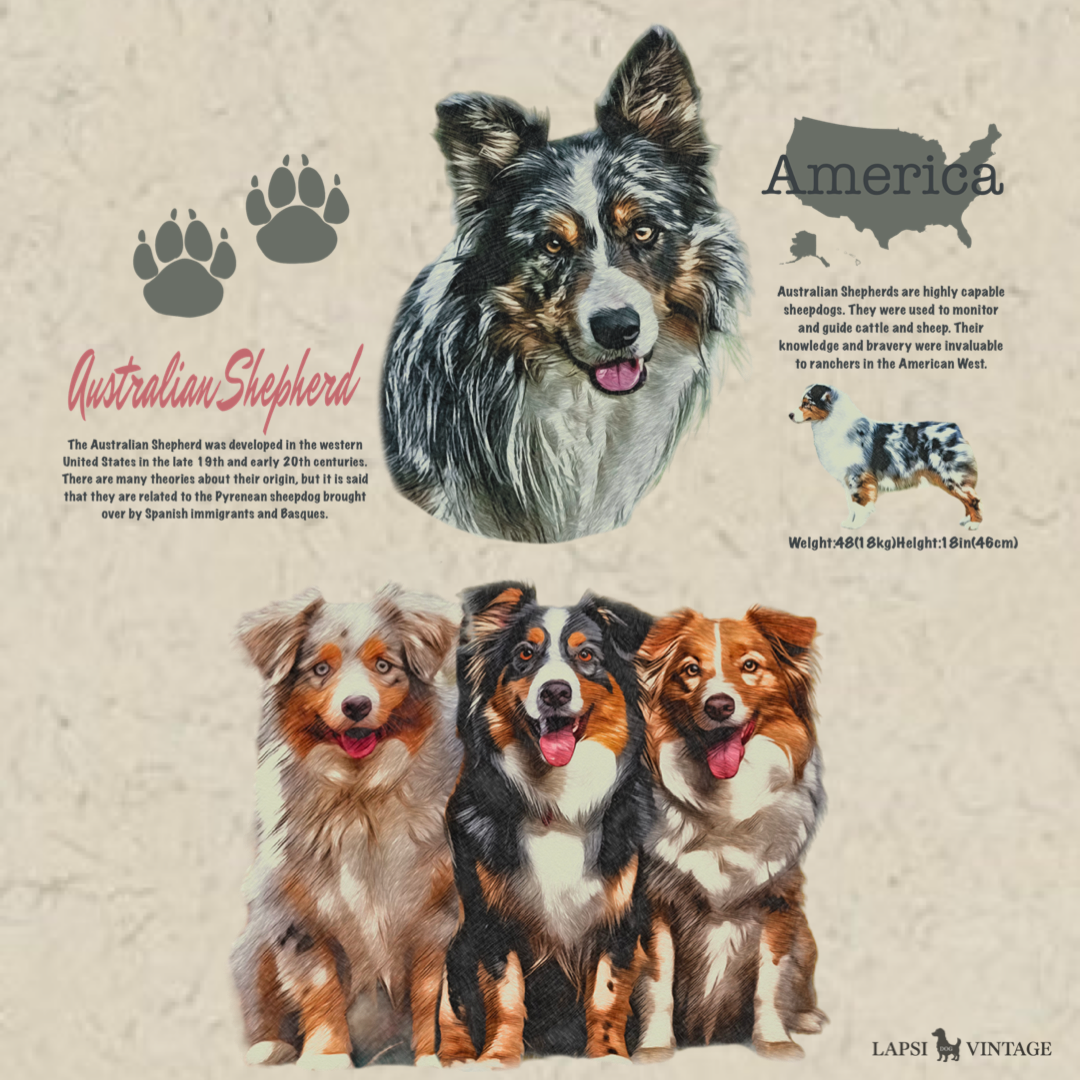 Australian Shepherd