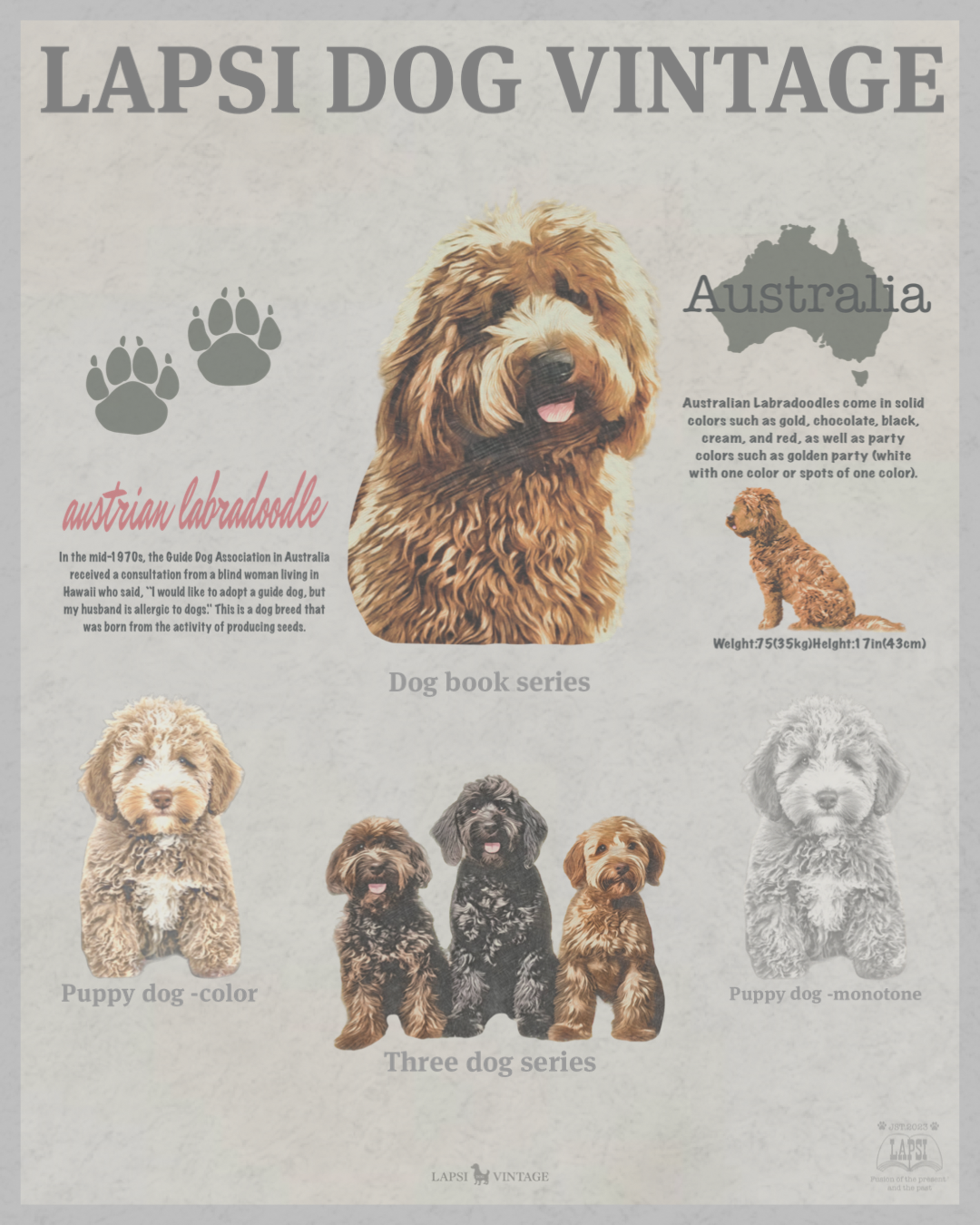 Australian  Labradoodle