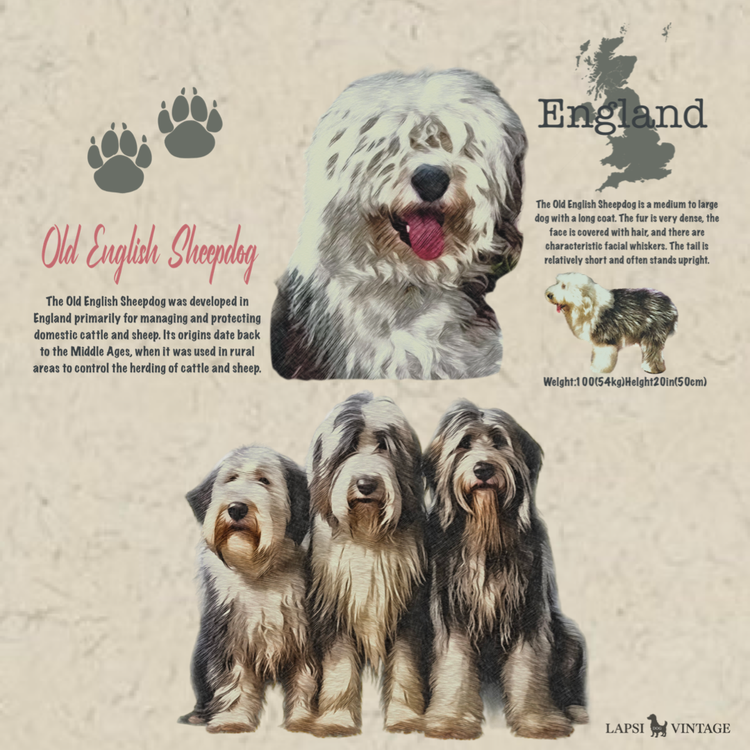 Old English Sheepdog