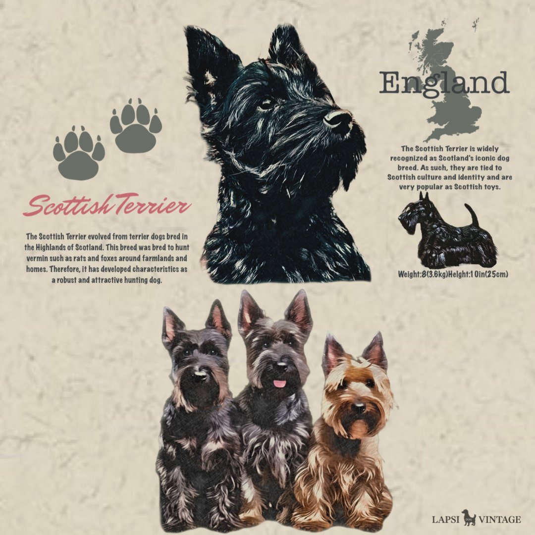 Scottish Terrier