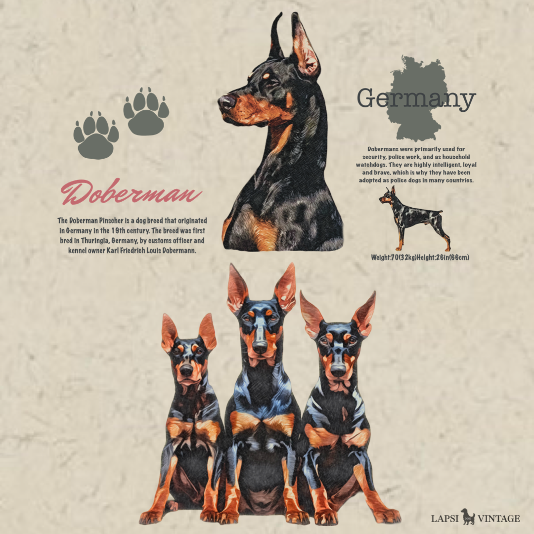 Doberman