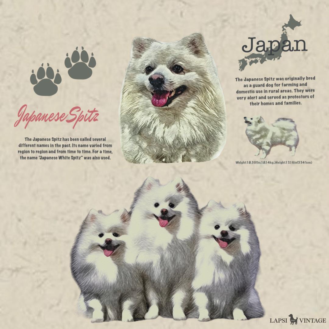 Japanese spitz