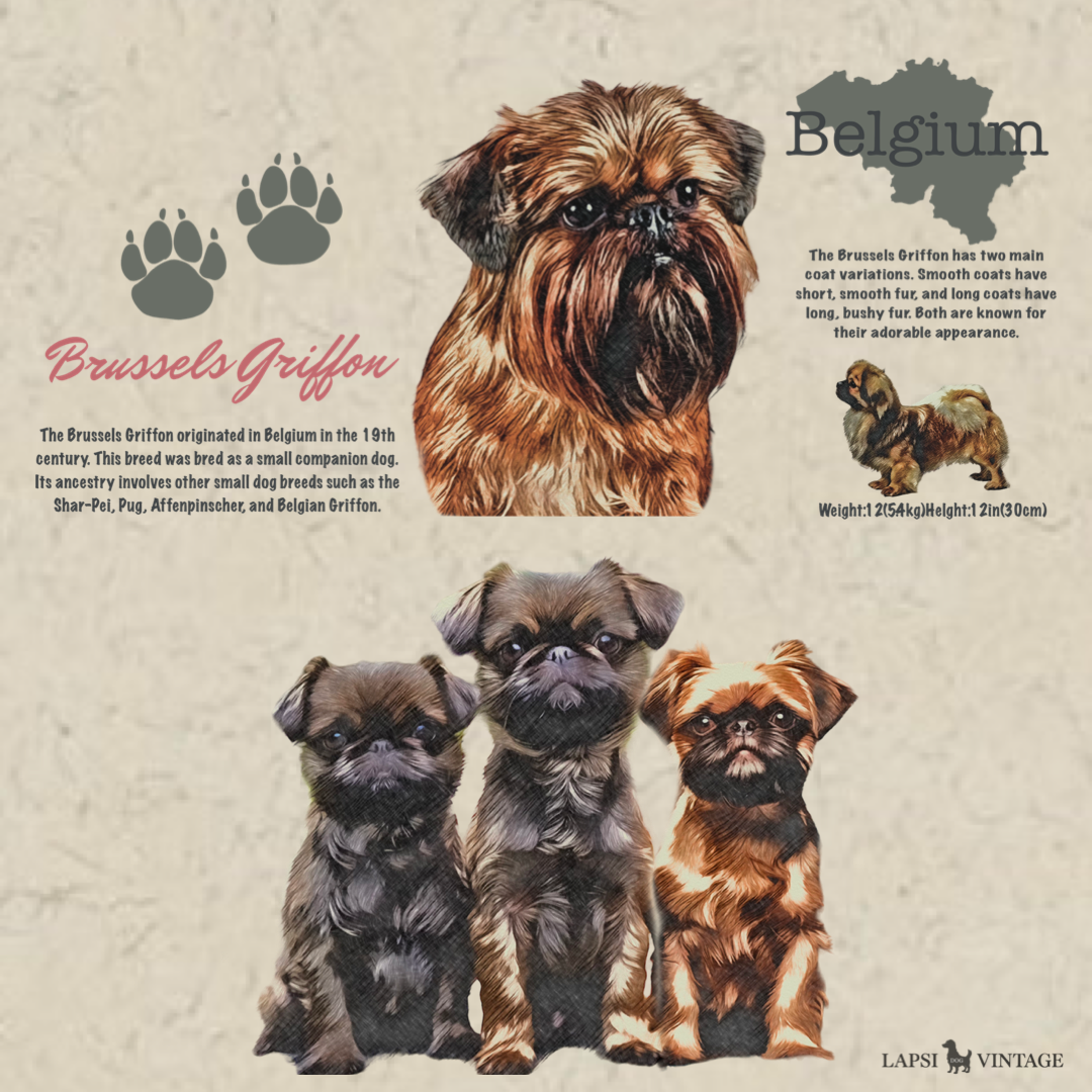 Brussels Griffon