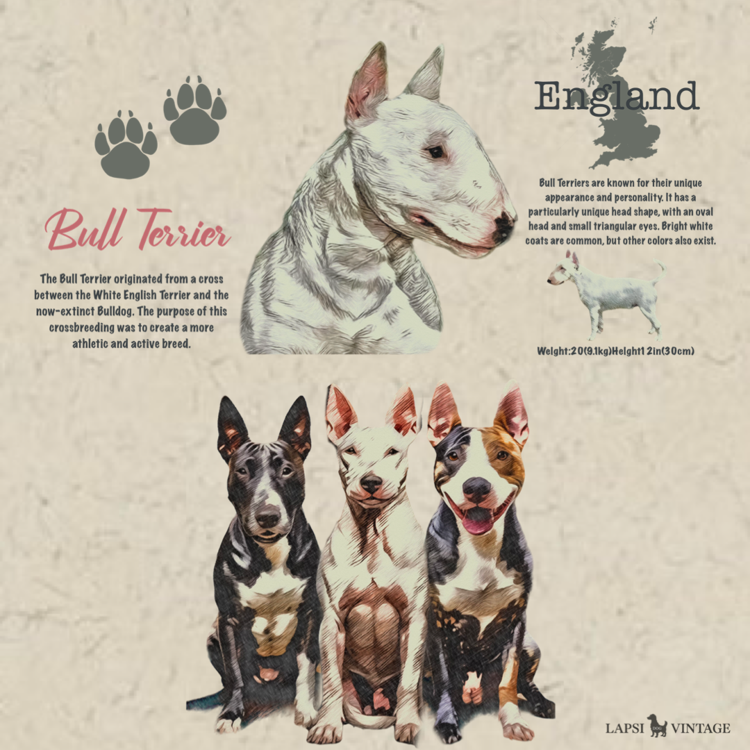Bull terrier