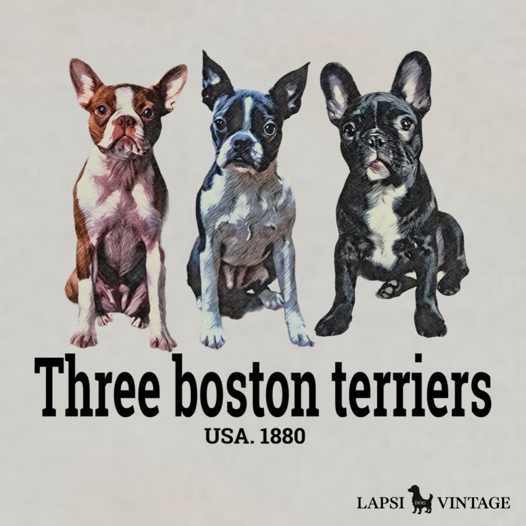 Boston terrier