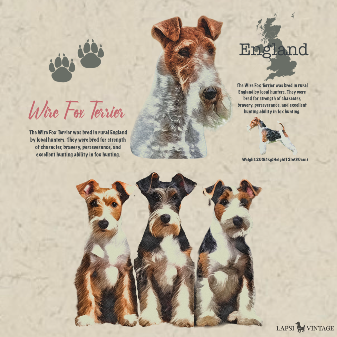 Wire Fox Terrier