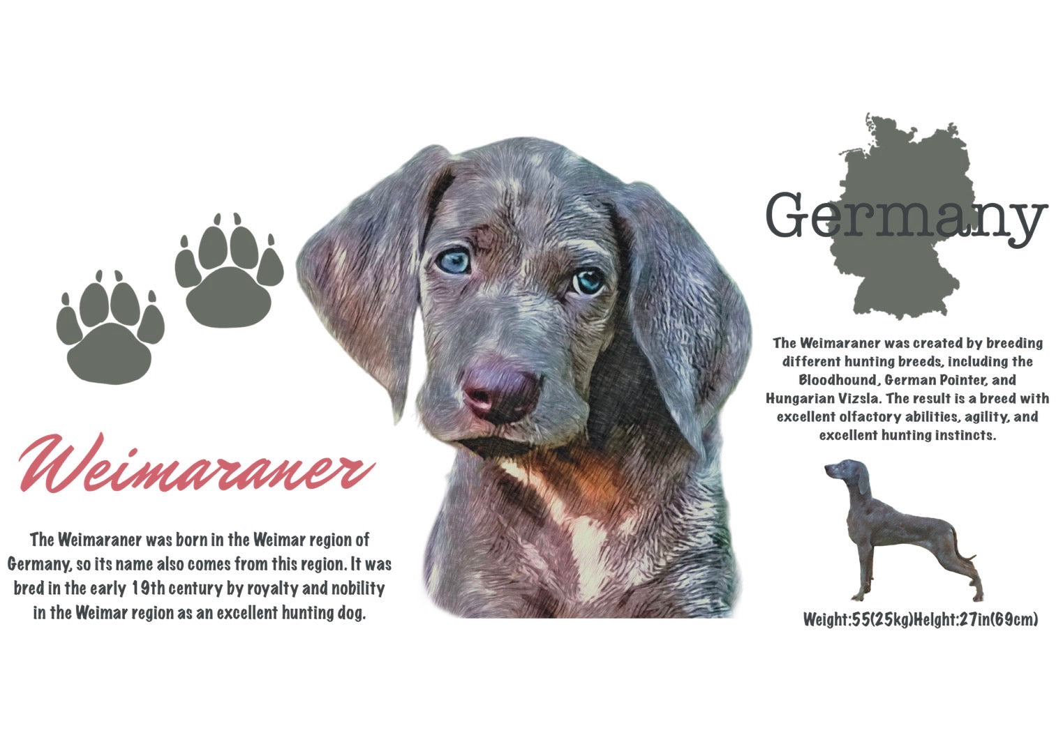 Weimaraner